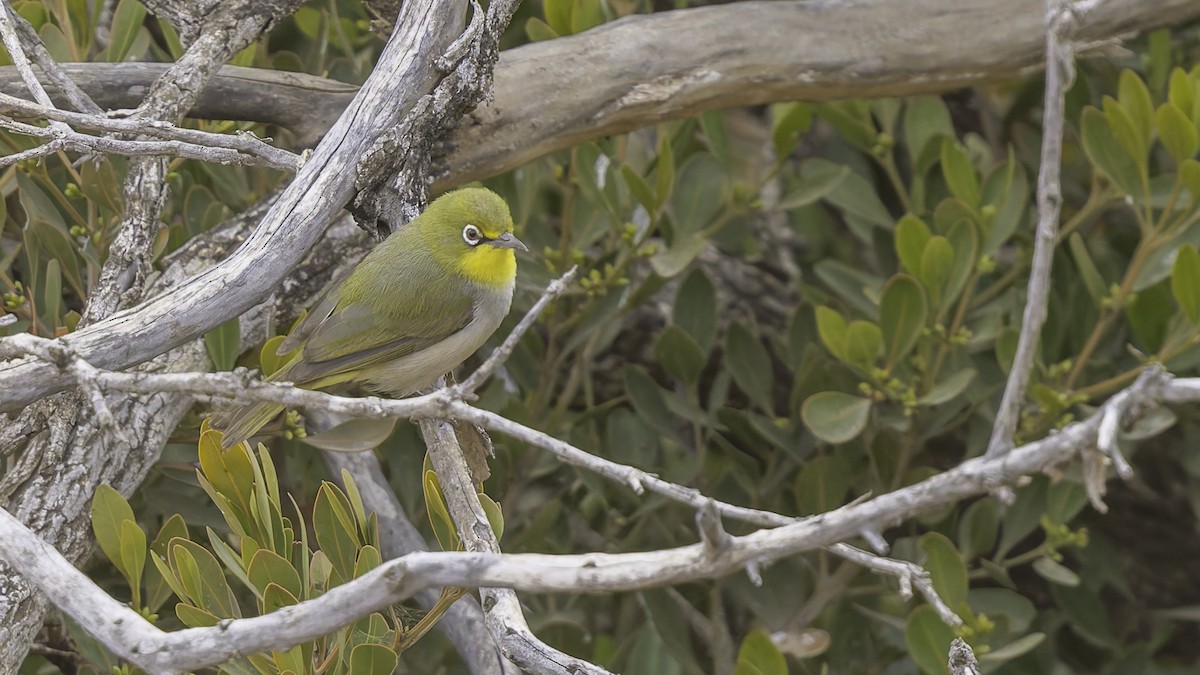 Abyssinian White-eye - ML634919376