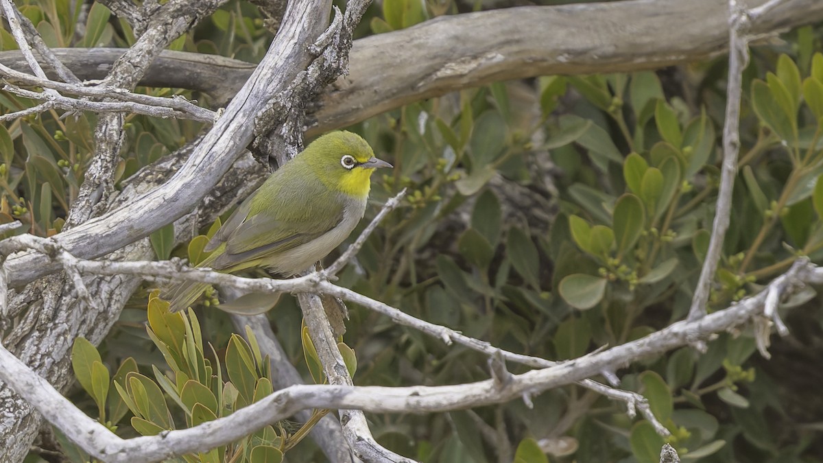 Abyssinian White-eye - ML634919377