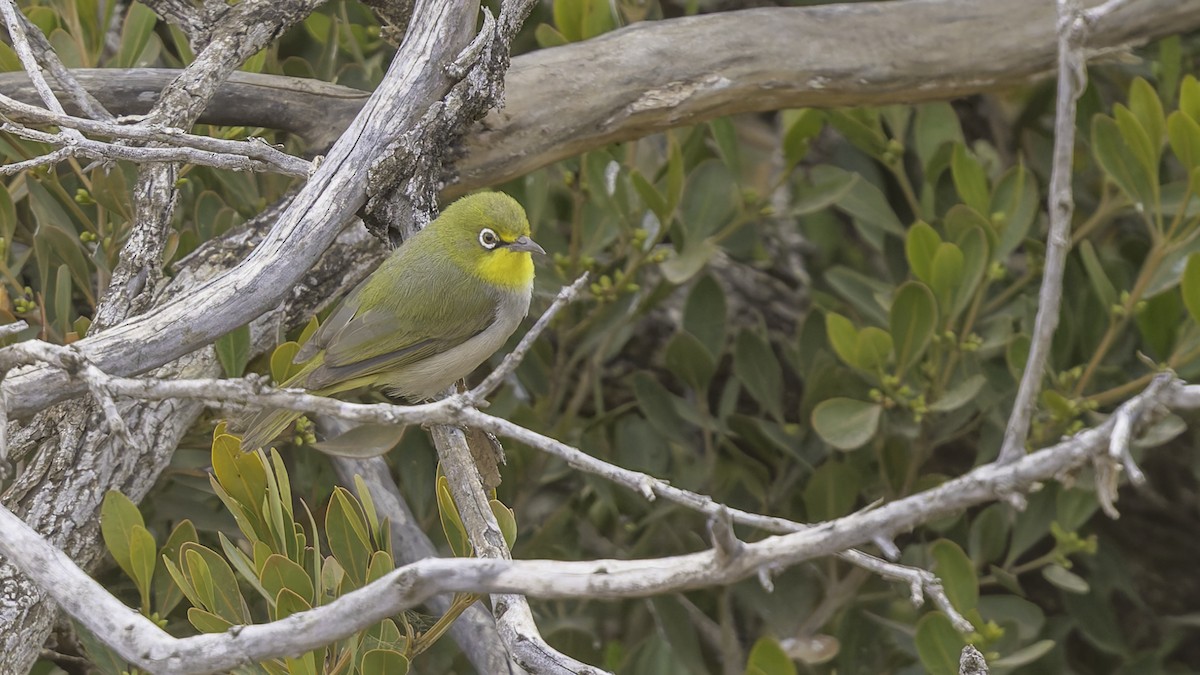 Abyssinian White-eye - ML634919378