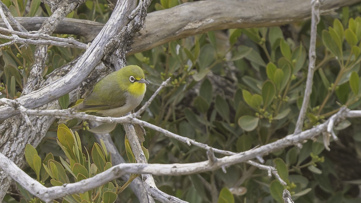 Abyssinian White-eye - ML634919379
