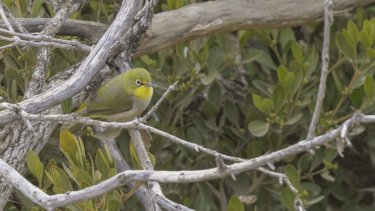 Abyssinian White-eye - ML634919380