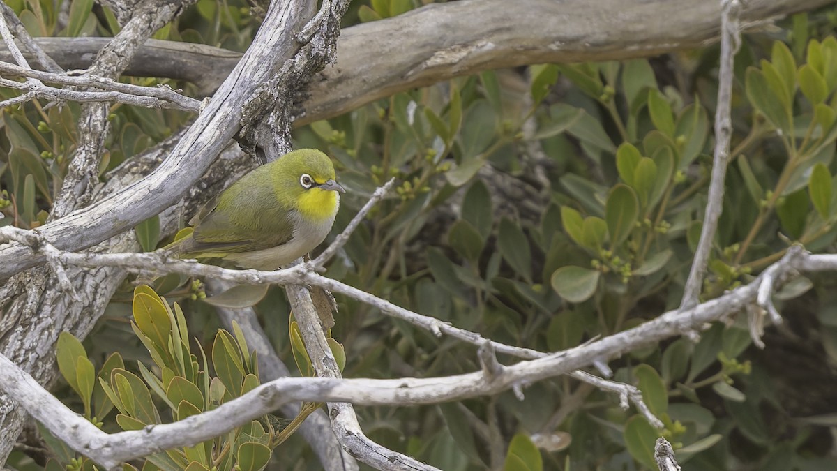 Abyssinian White-eye - ML634919381