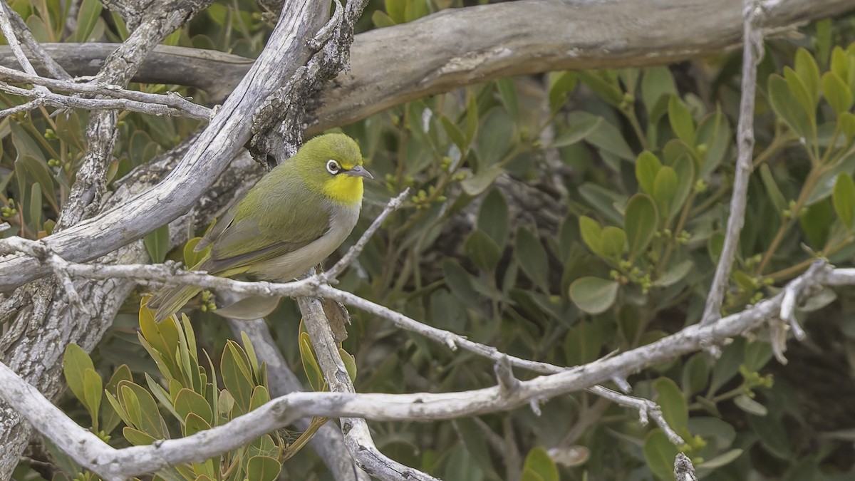 Abyssinian White-eye - ML634919382