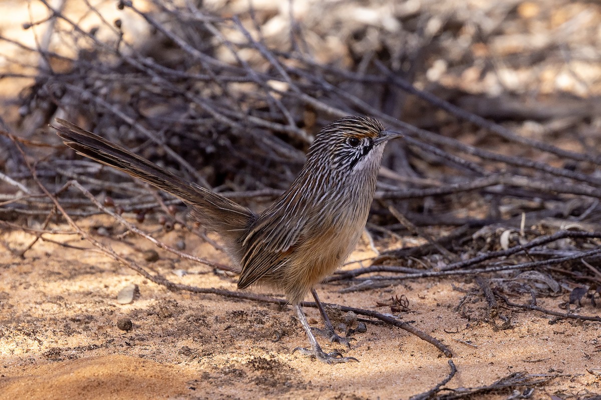 Striated Grasswren - ML634919499