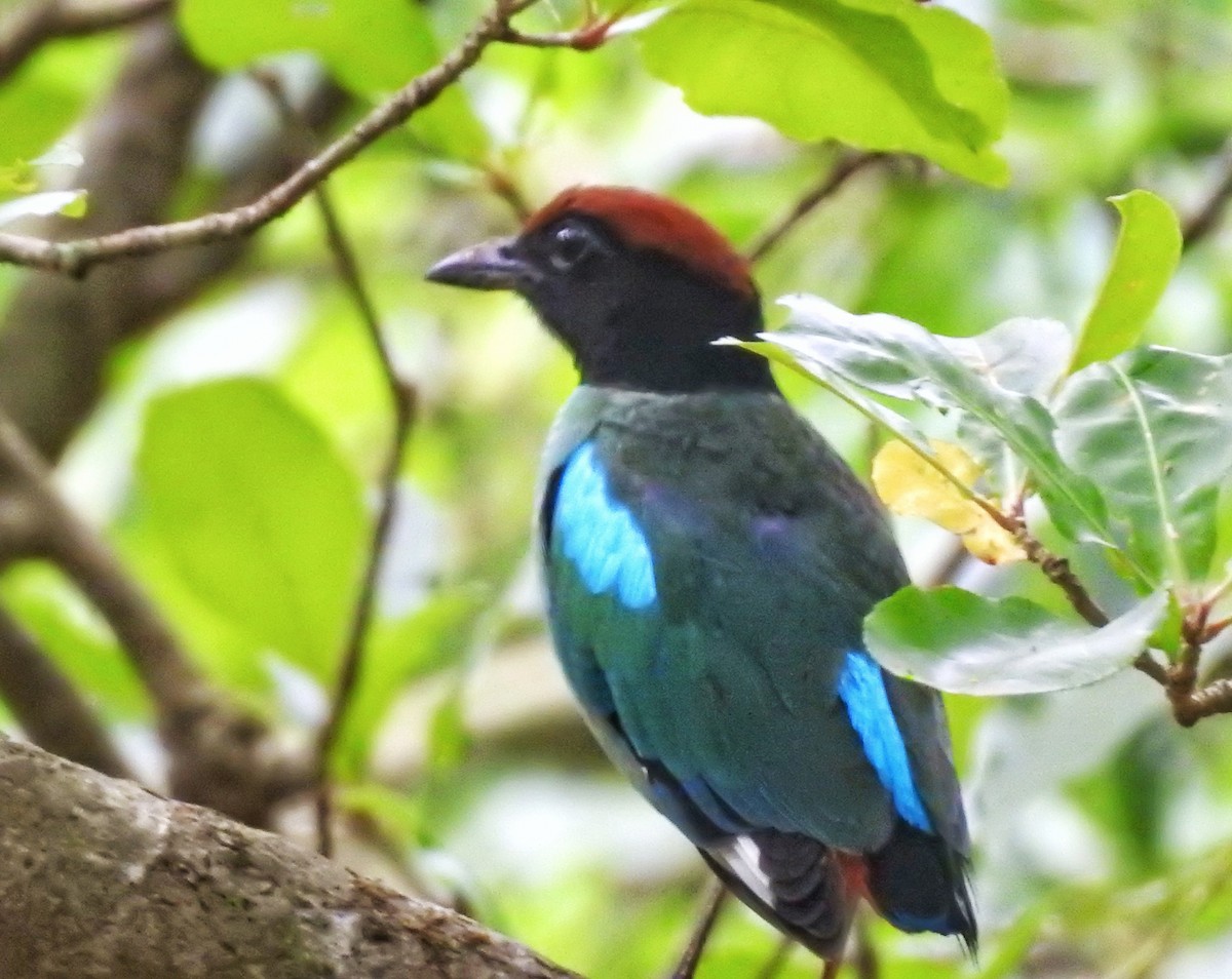 Western Hooded Pitta (Chestnut-crowned) - ML634919544