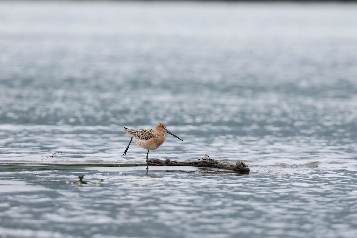 Asian Dowitcher - ML634919660
