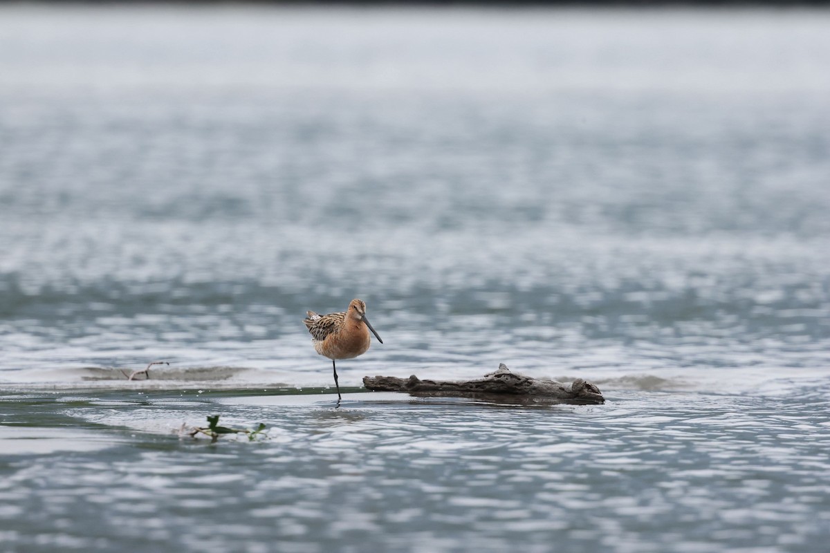 Asian Dowitcher - ML634919661