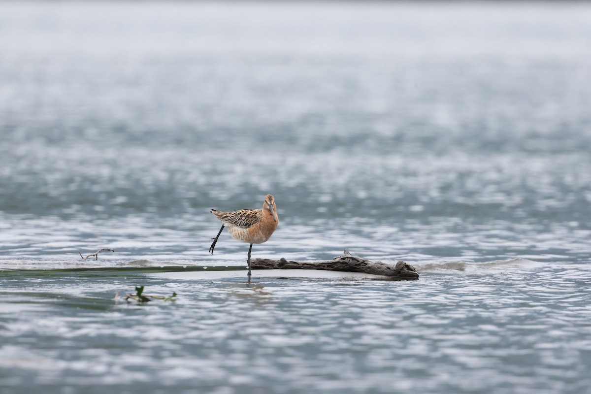 Asian Dowitcher - ML634919662