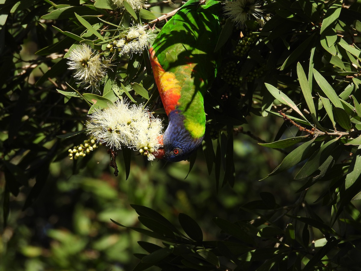 Rainbow Lorikeet - ML634919771