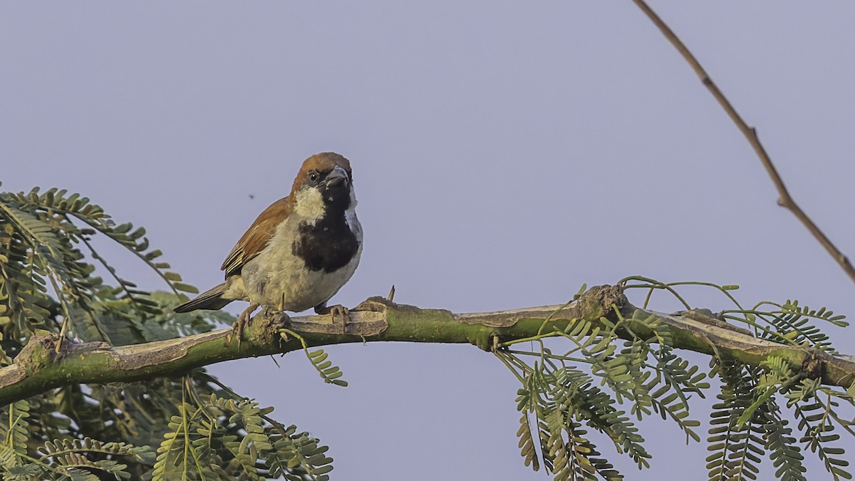 Somali Sparrow - ML634919797