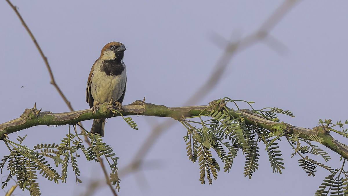 Somali Sparrow - ML634919808