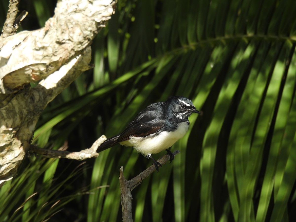 Willie-wagtail - ML634919813