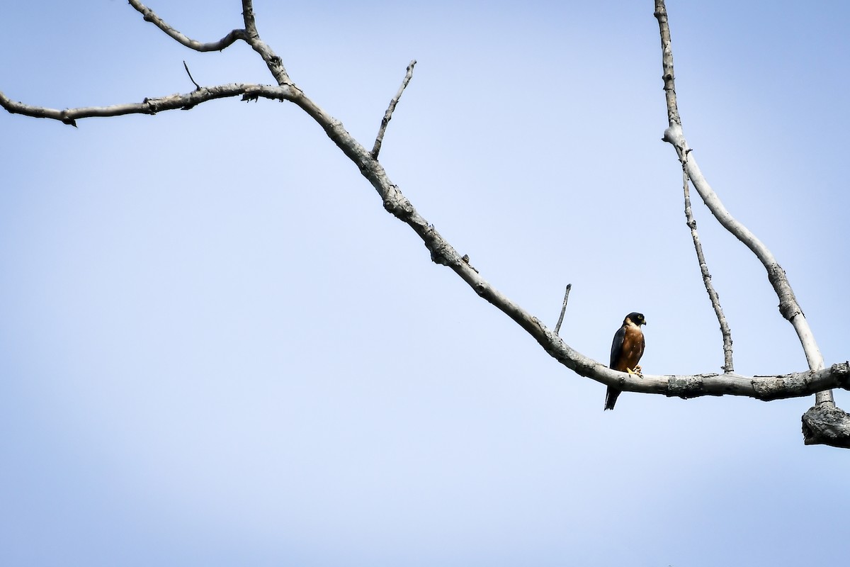 Malaienbaumfalke - ML634919848