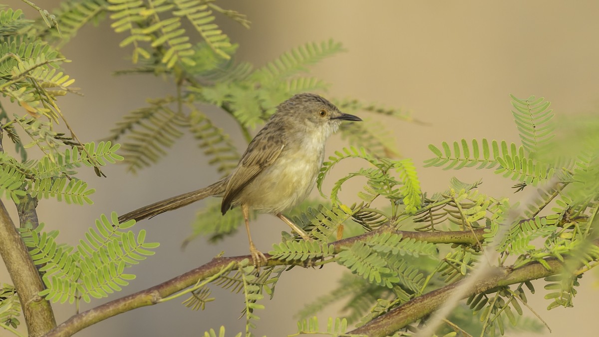 Prinia gracile - ML634919851