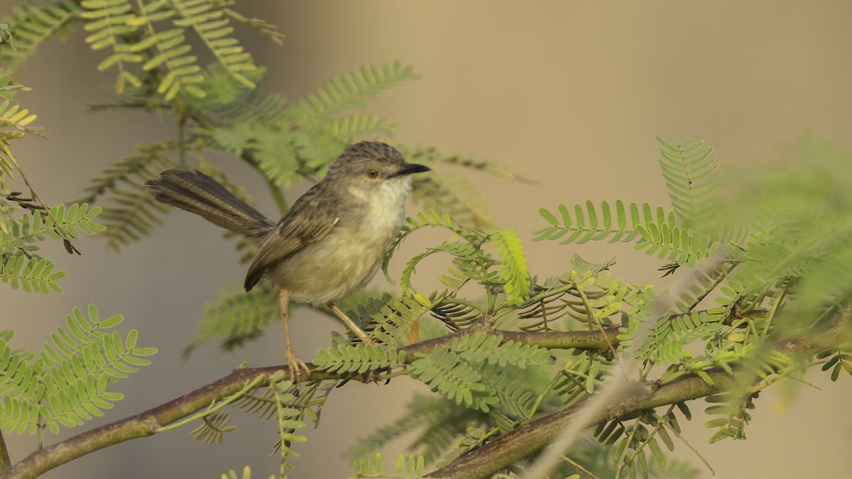Prinia gracile - ML634919852