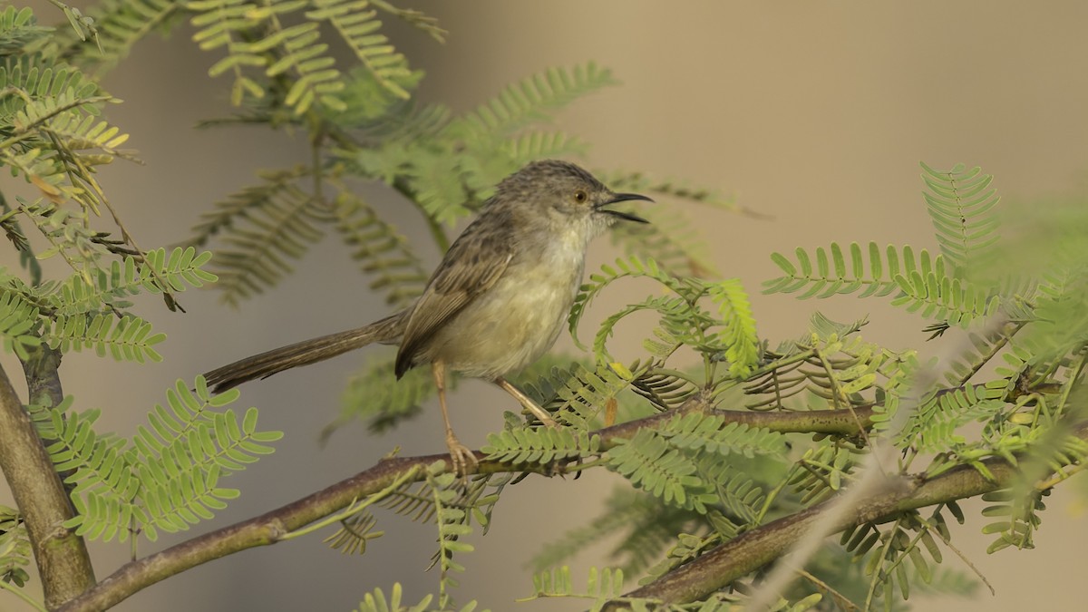 Prinia gracile - ML634919853