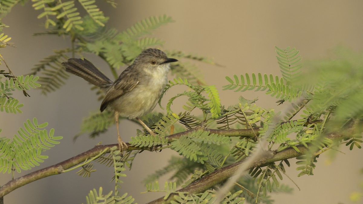Prinia gracile - ML634919854