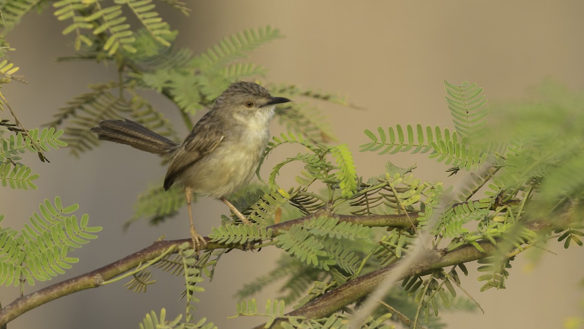Prinia gracile - ML634919855