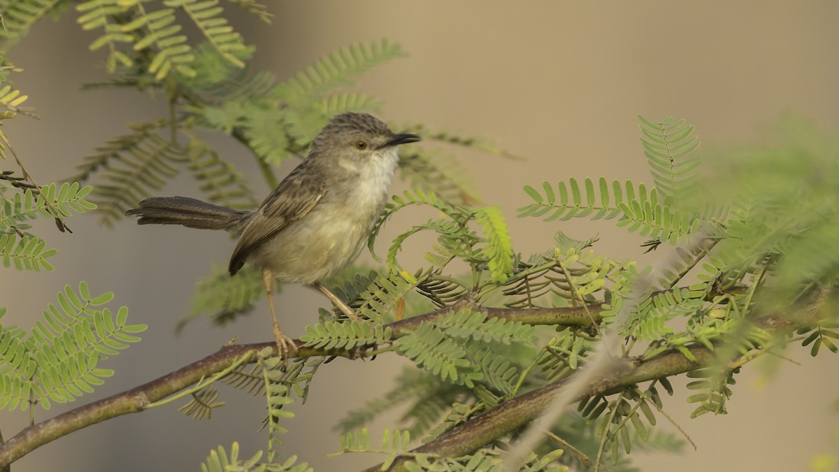 Prinia gracile - ML634919856
