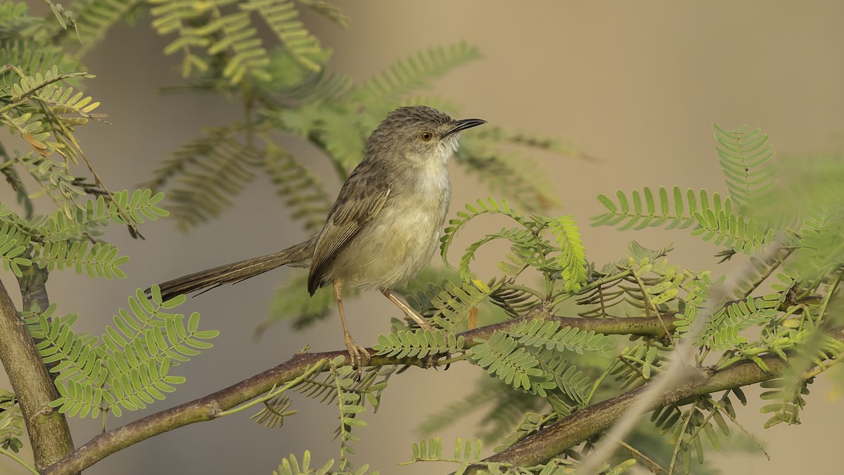 Prinia gracile - ML634919858
