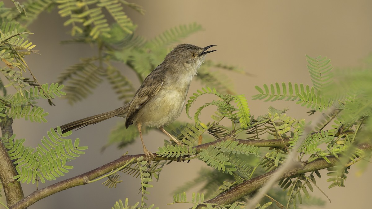 Prinia gracile - ML634919859