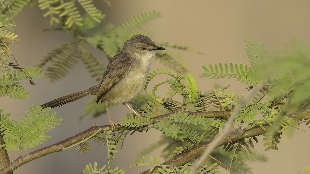 Prinia gracile - ML634919860