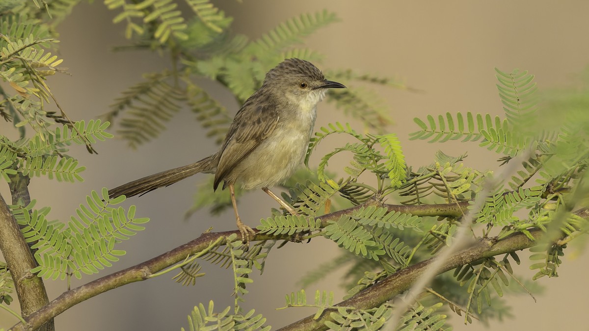 Prinia gracile - ML634919862