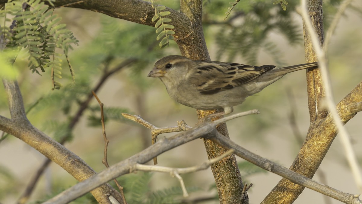 Somali Sparrow - ML634919866