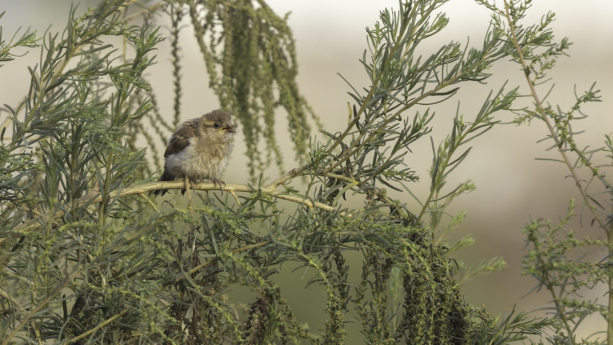 Somali Sparrow - ML634919882