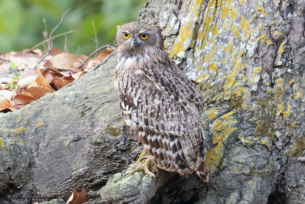 Brown Fish-Owl - ML634919923