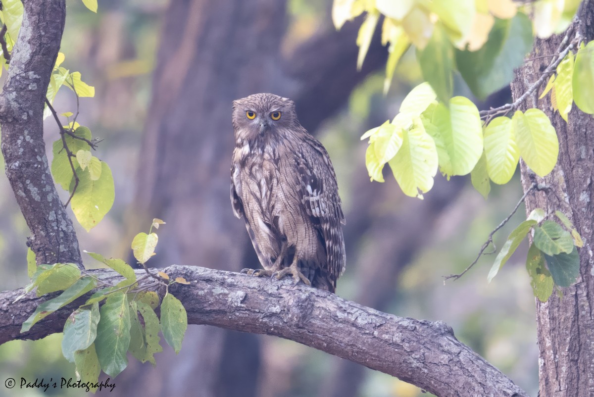 Brown Fish-Owl - ML634919925