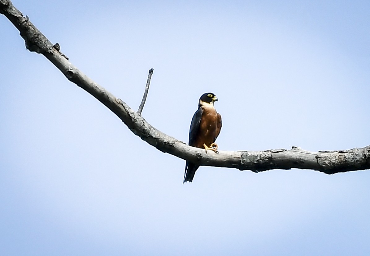 Malaienbaumfalke - ML634919928
