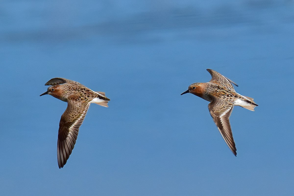 Red-necked Stint - ML634919986