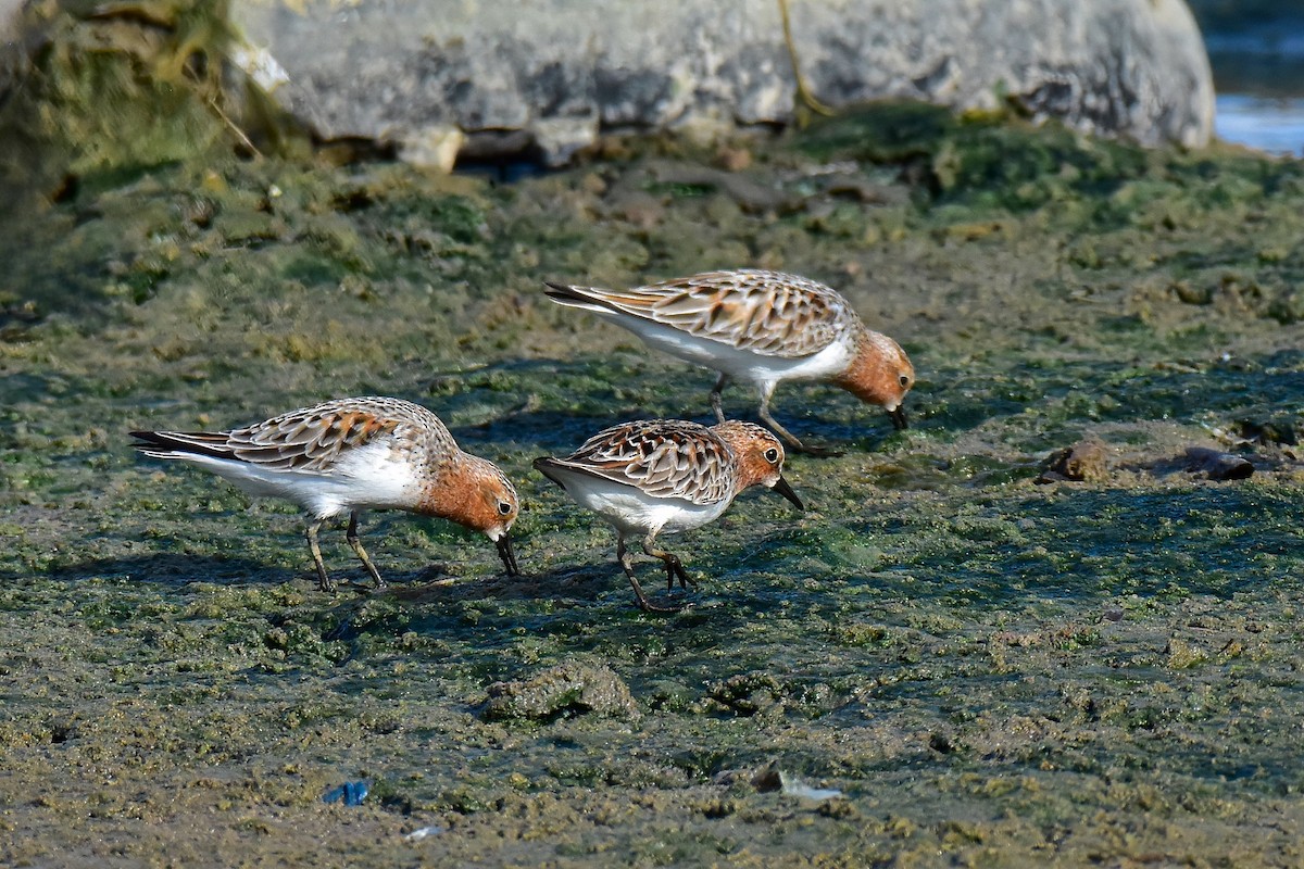 Red-necked Stint - ML634919987
