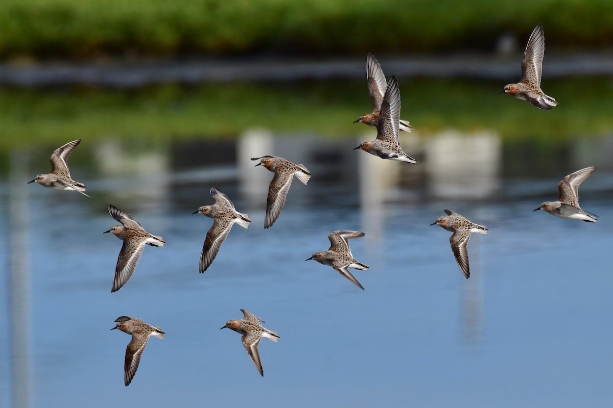 Red-necked Stint - ML634919989