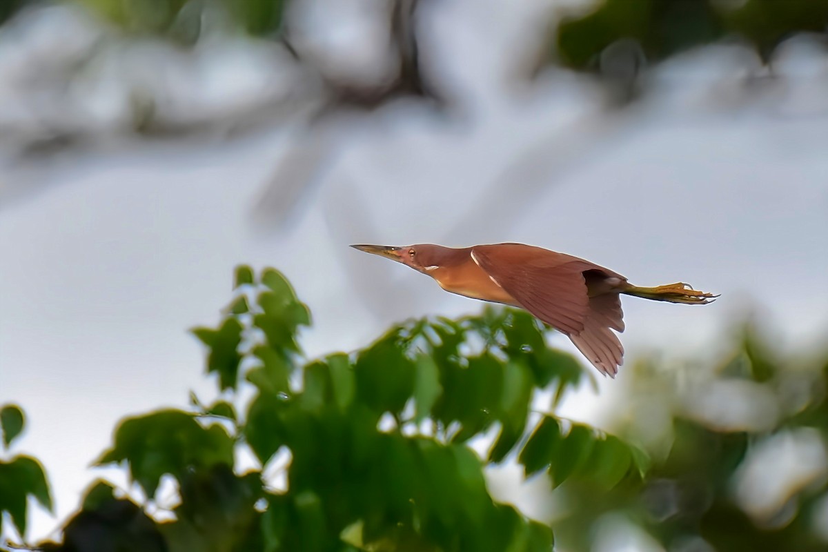 Cinnamon Bittern - ML634920005