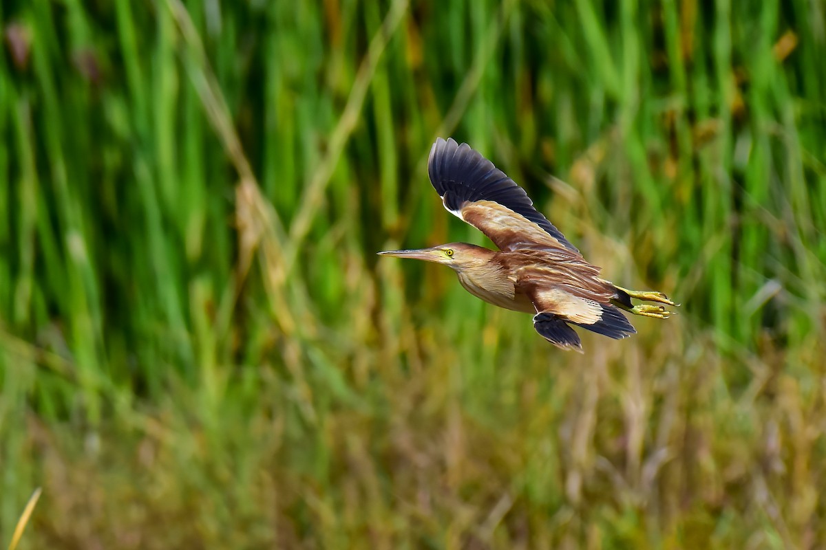 Yellow Bittern - ML634920016