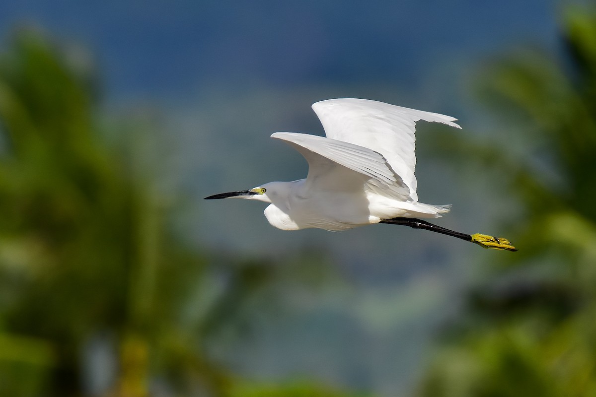 Little Egret (Western) - ML634920024