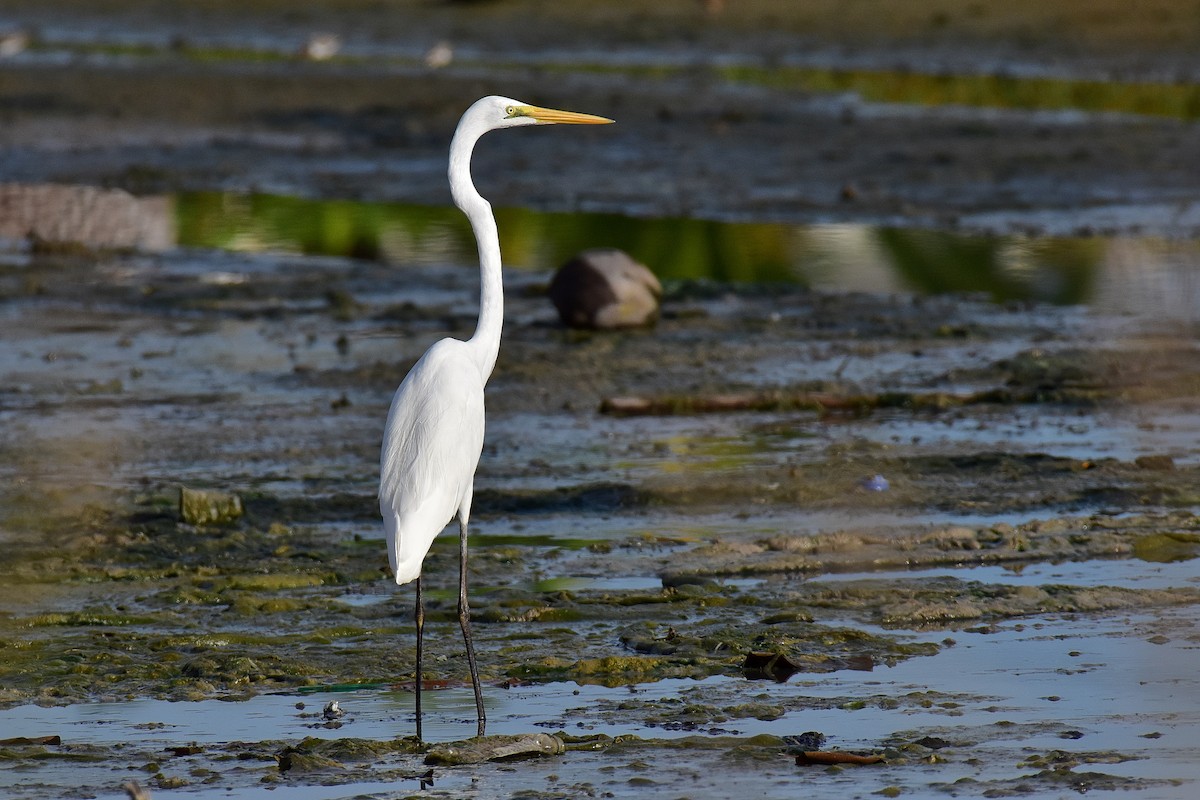 Great Egret (modesta) - ML634920034