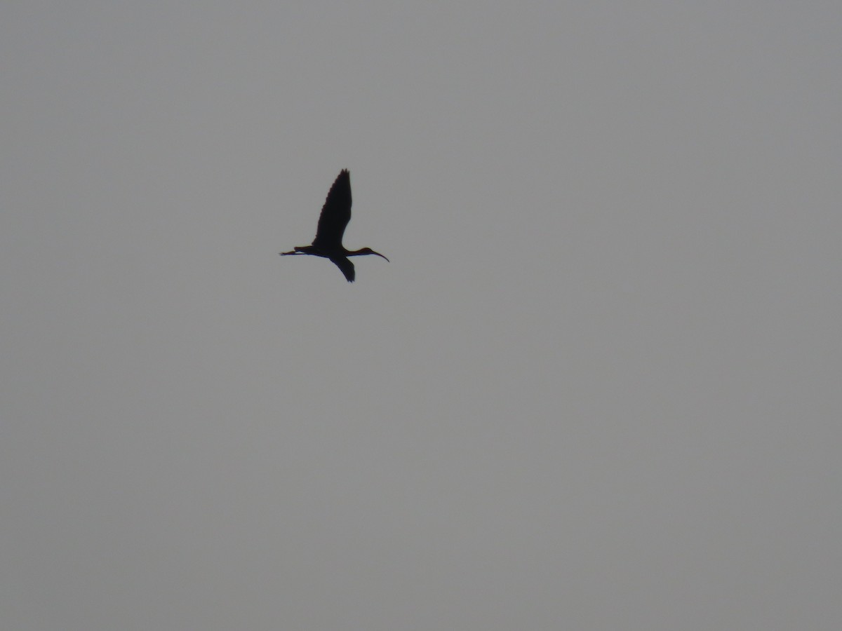 Glossy Ibis - ML634920061