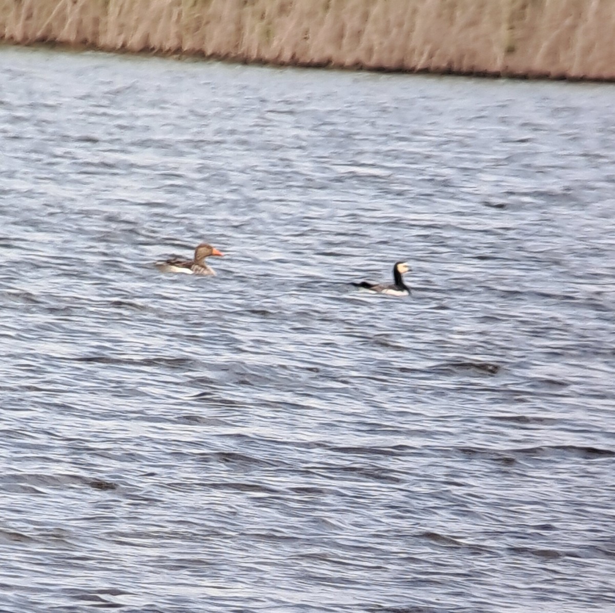 Barnacle Goose - ML634920126