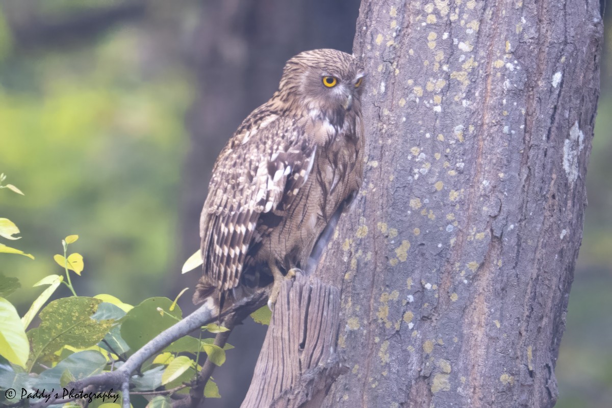 Brown Fish-Owl - ML634920180