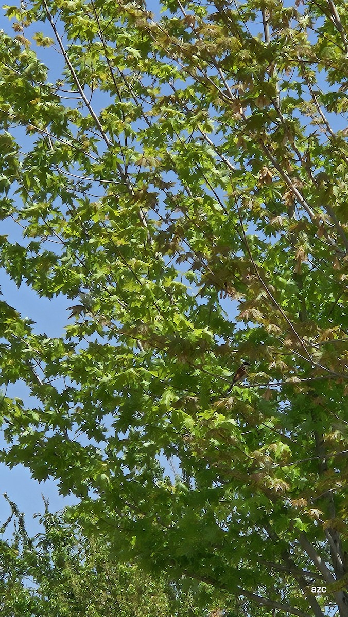 Red-backed Shrike - ML634920275