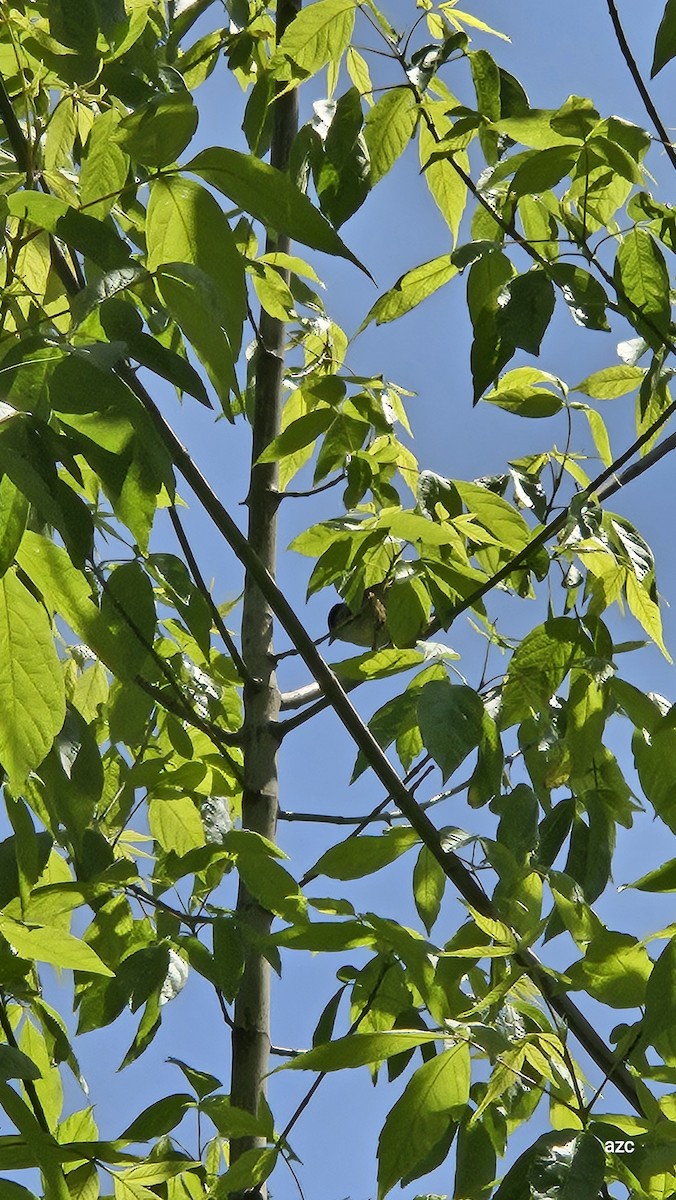 Eurasian Blackcap - ML634920299