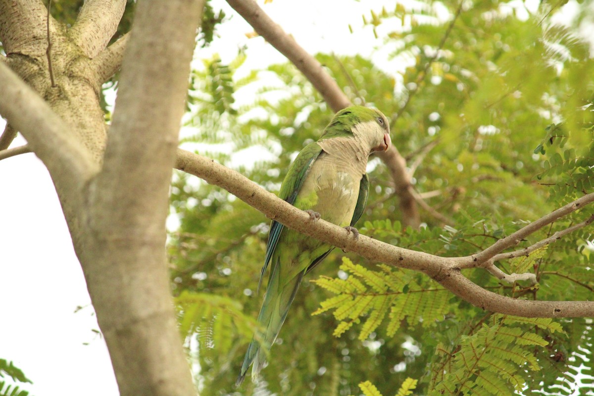 Monk Parakeet - ML634920384