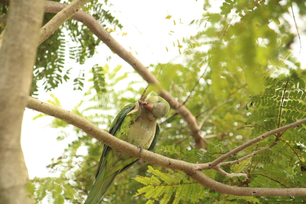 Monk Parakeet - ML634920385