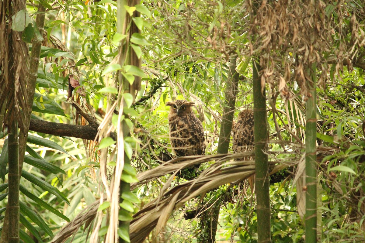 Buffy Fish-Owl - ML634920389