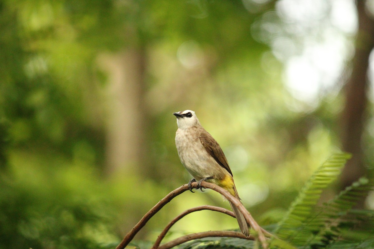 Yellow-vented Bulbul - ML634920423