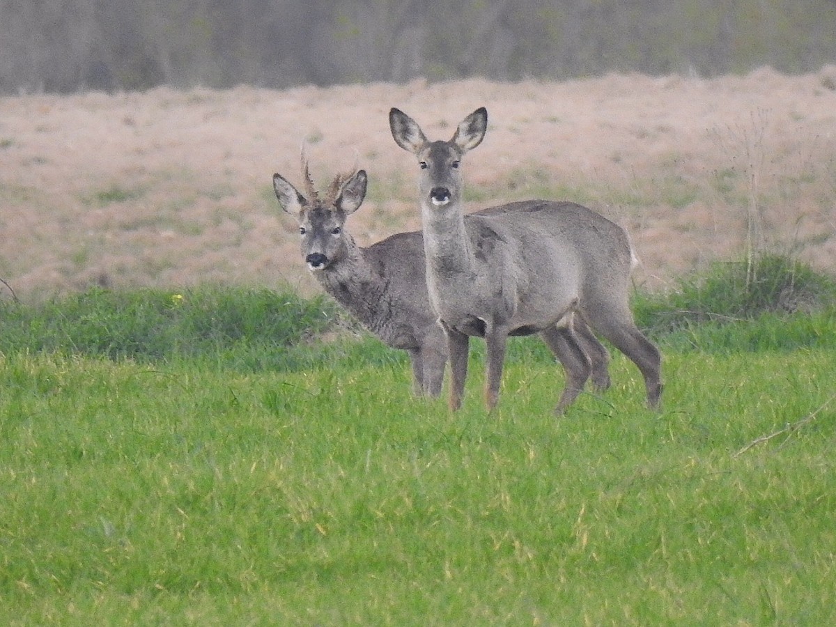 Western Roe Deer - ML634920470
