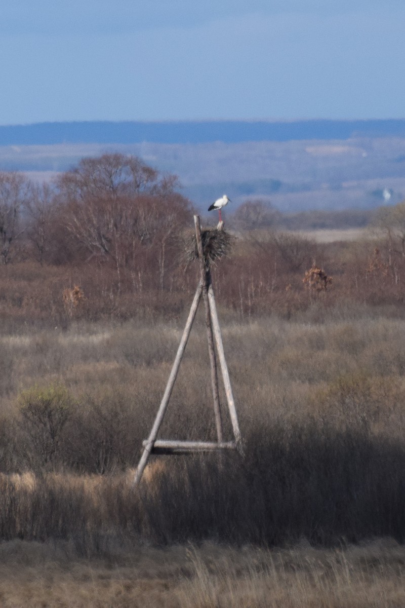 Oriental Stork - ML634920609